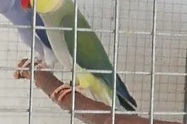Papugi aleksandrety, Niepołomice