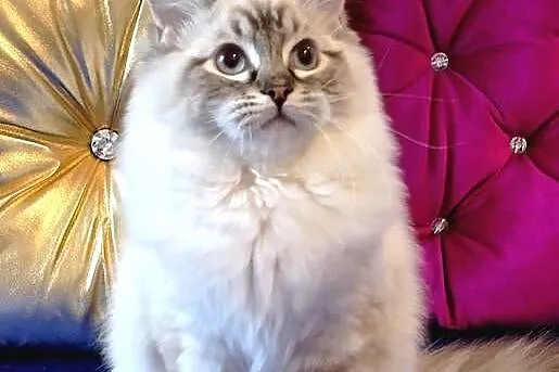 Kocurek ragdoll 7 miesięcy, Dolnośląskie, Wrocław