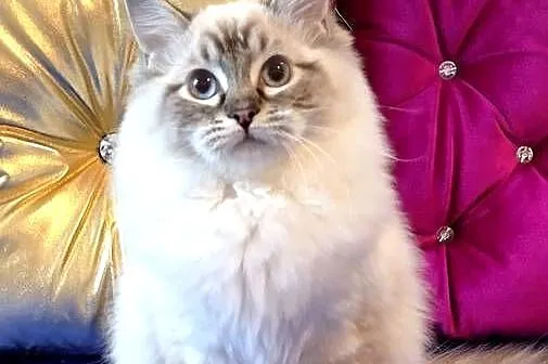 Kocurek ragdoll 7 miesięcy, Dolnośląskie, Wrocław