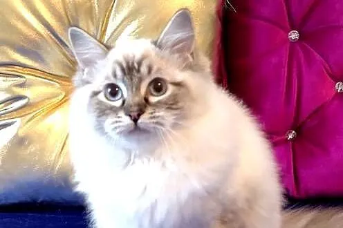 Kocurek ragdoll 7 miesięcy, Dolnośląskie, Wrocław