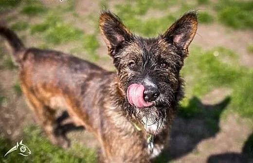 Spokojna i wyważona suczka Londi do adopcji, doln