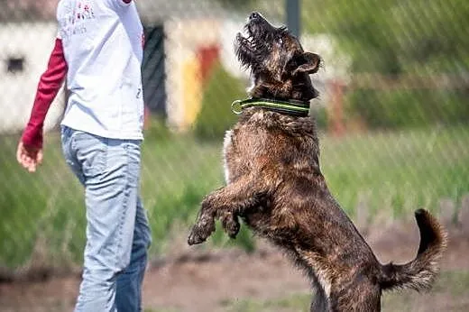 Spokojna i wyważona suczka Londi do adopcji,  doln