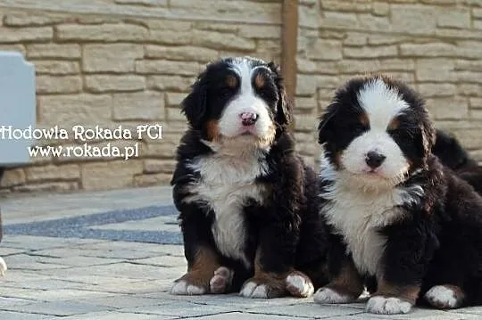 Berneński Pies Pasterski - Mamy szczenięta z rodow, Częstochowa