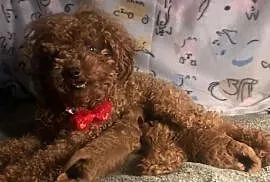 Pudel toy red cudowne dziewczynki szczeniaki
