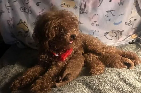 Pudel toy red cudowne dziewczynki szczeniaki, Dolnośląskie, Bielany Wrocławskie