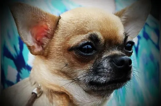 Reproduktor Chihuahua krótkowłosy