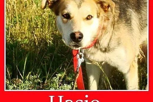 Łagodny, kochający pies Hasio -adopcja, małopolskie Kraków