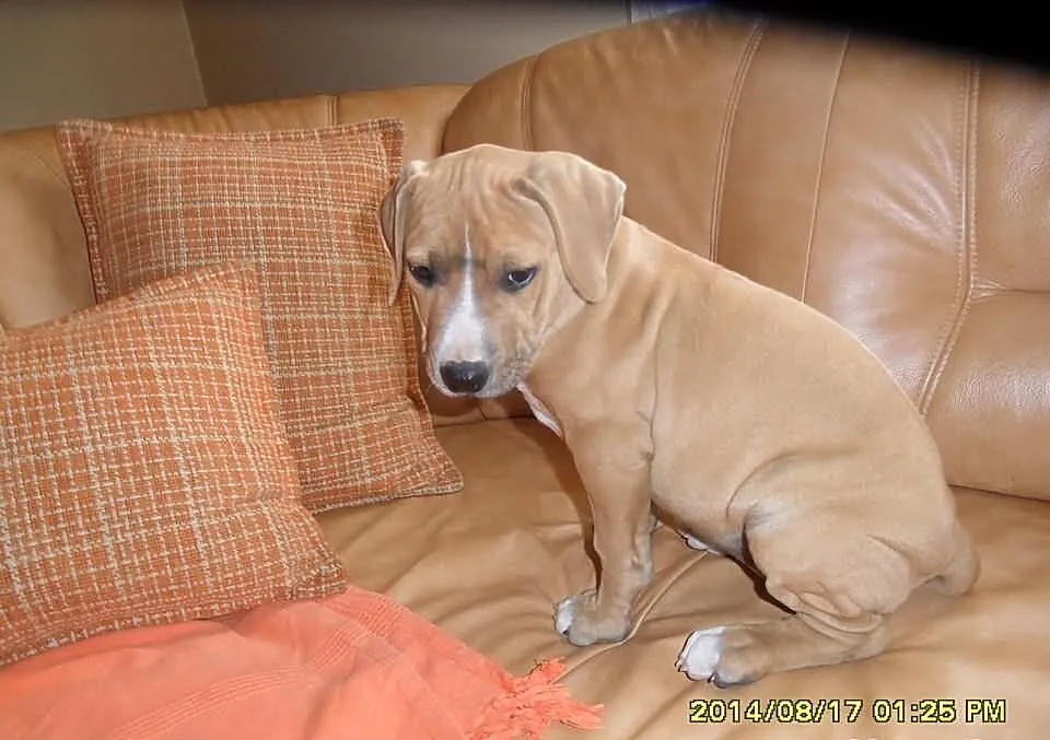 American Pitbull Terier