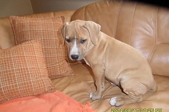 American Pitbull Terier