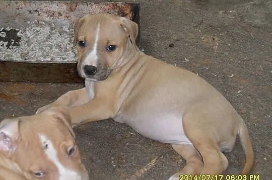 American Pitbull Terier