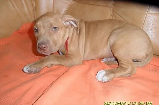 American Pitbull Terier