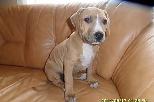 American Pitbull Terier