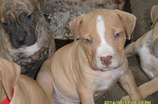 American Pitbull Terier