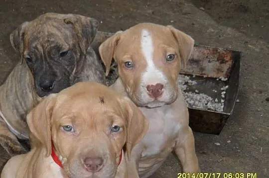 American Pitbull Terier