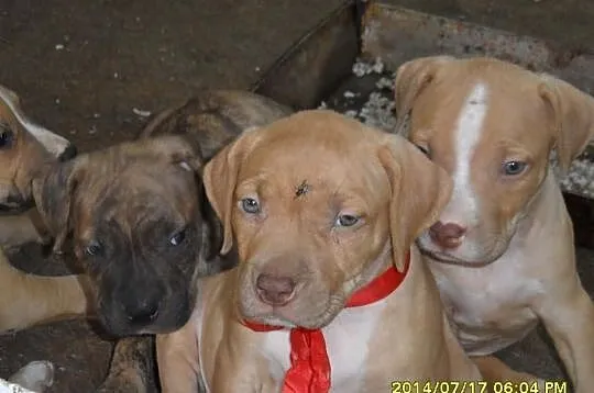 American Pitbull Terier