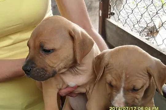 American Pitbull Terier