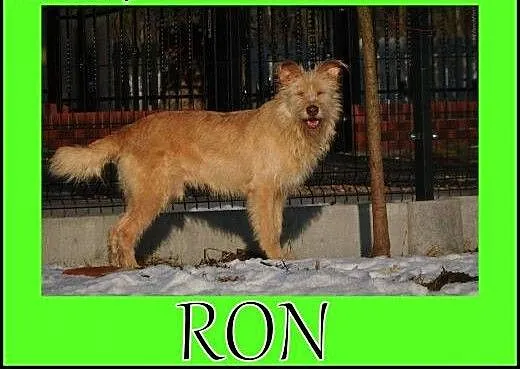 RON-młody oddany człowiekowi duży pies. Adopcja!,