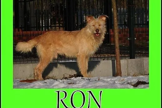 RON-młody oddany człowiekowi duży pies. Adopcja!, 