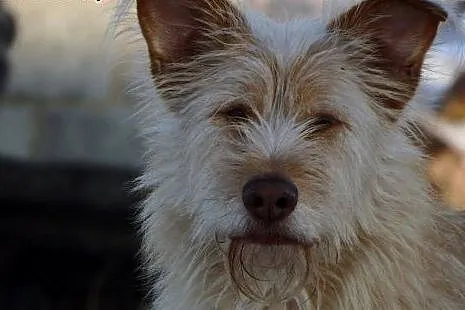 RON-młody oddany człowiekowi duży pies. Adopcja!, 