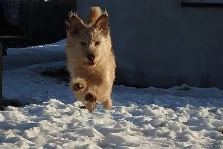 RON-młody oddany człowiekowi duży pies. Adopcja!, 