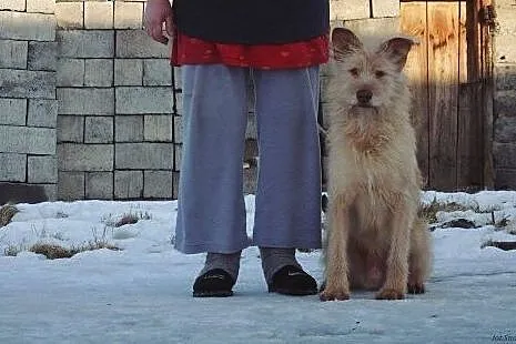 RON-młody oddany człowiekowi duży pies. Adopcja!, 