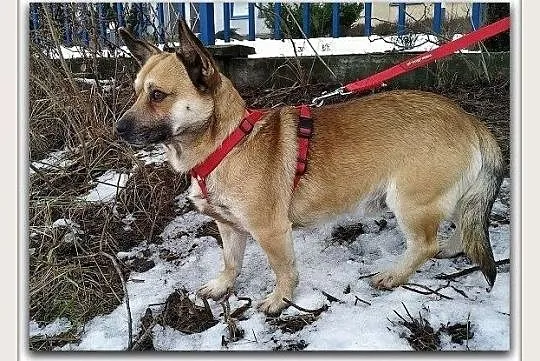 Mały 7 kg,spokojny,grzeczny,nieśmiały,zaszczepiony piesek PEPE.Adopcja., Małopolskie, Kraków