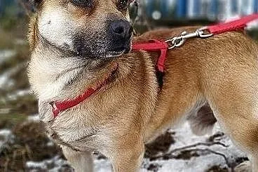 Mały 7 kg,spokojny,grzeczny,nieśmiały,zaszczepiony piesek PEPE.Adopcja., Małopolskie, Kraków