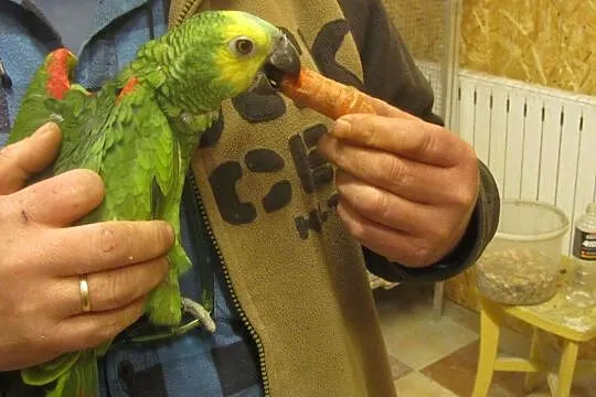 Amazonka Niebieskoczelna ręcznie karmiona, Śląskie, Wodzisław Śląski