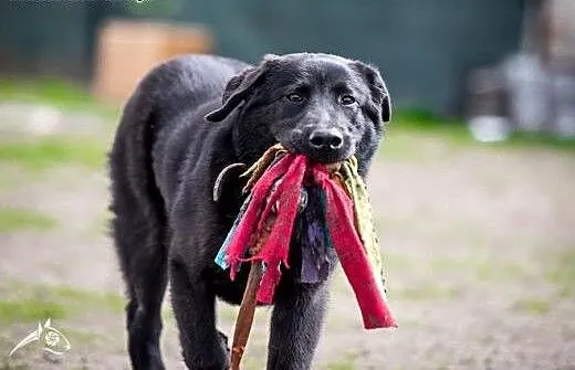 Pokochaj 8 miesięcznego- prawie labradora, śląski