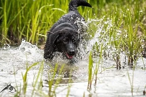 Pokochaj 8 miesięcznego- prawie labradora,  śląski