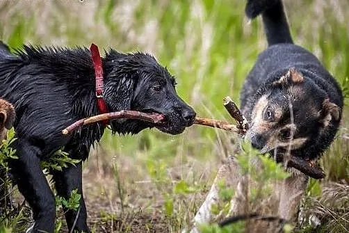 Pokochaj 8 miesięcznego- prawie labradora,  śląski