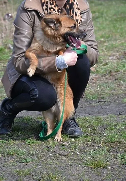 FOKSIK Maleństwo, co waży niewiele ponad 5 kg, szu