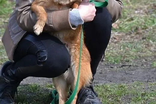 FOKSIK Maleństwo, co waży niewiele ponad 5 kg, szu