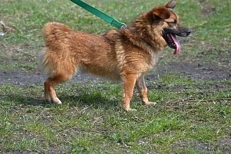 FOKSIK Maleństwo, co waży niewiele ponad 5 kg, szu