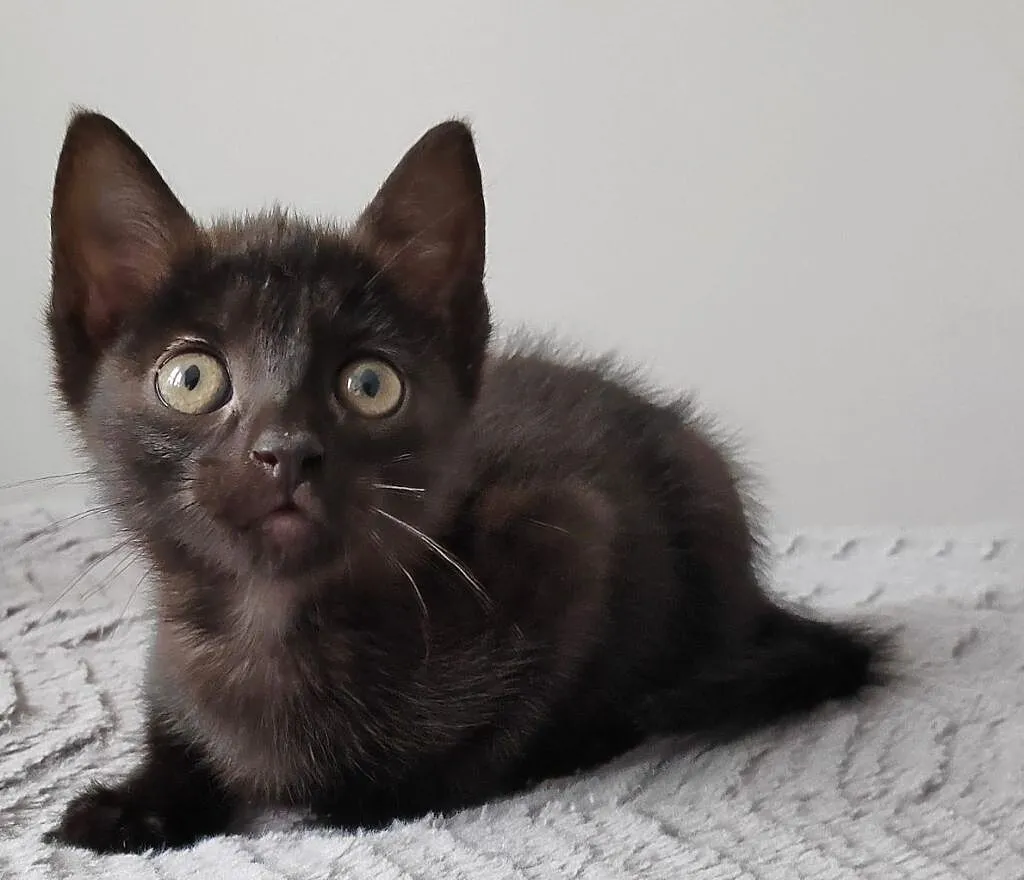 Luis do adopcji, Śląskie, Gliwice