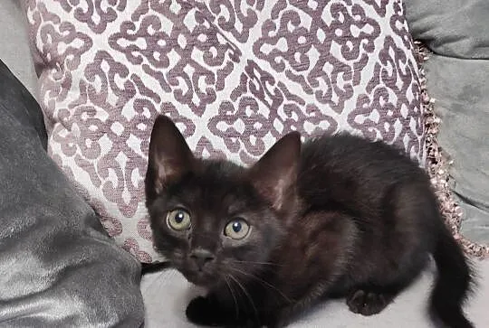 Luis do adopcji, Śląskie, Gliwice