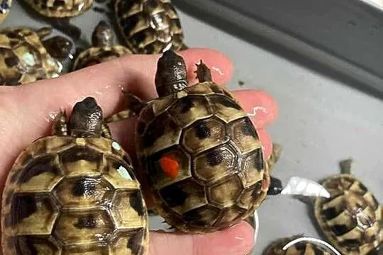 Zółw Żółwie lądowe obrzeżony z dokumentami, Łódzkie, Karlin