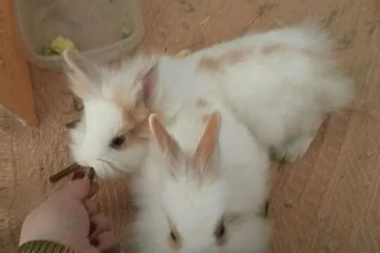 Do adopcji króliki miniaturki samiec i samica 4 ms