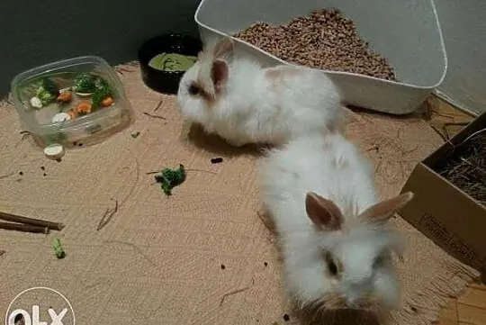 Do adopcji króliki miniaturki samiec i samica 4 ms