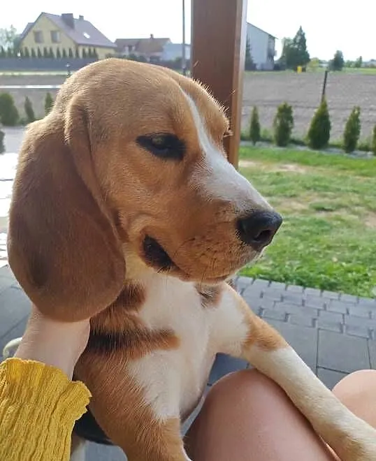 Suczka rasy Beagle, Lubelskie, Łuków
