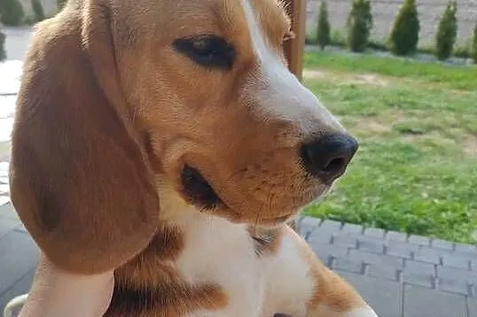 Suczka rasy Beagle, Lubelskie, Łuków