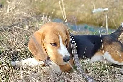 Suczka rasy Beagle, Lubelskie, Łuków