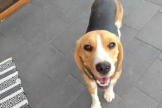 Suczka rasy Beagle, Lubelskie, Łuków