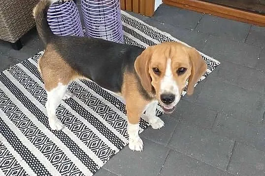 Suczka rasy Beagle, Lubelskie, Łuków