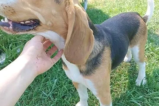 Suczka rasy Beagle, Lubelskie, Łuków