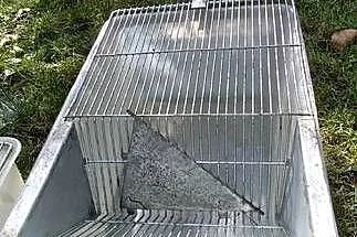 Zestaw klatek laboratoryjnych hodowla myszy, Mazowieckie, Dębe Wielkie
