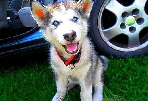 Biegun pies w typie Siberian Husky - Krycie, świę