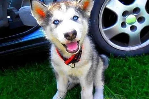 Biegun pies w typie Siberian Husky - Krycie,  świę