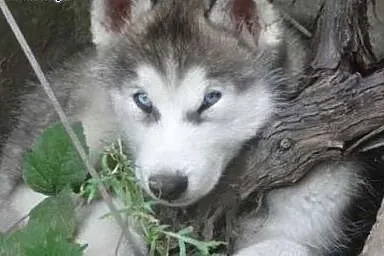 Biegun pies w typie Siberian Husky - Krycie,  świę