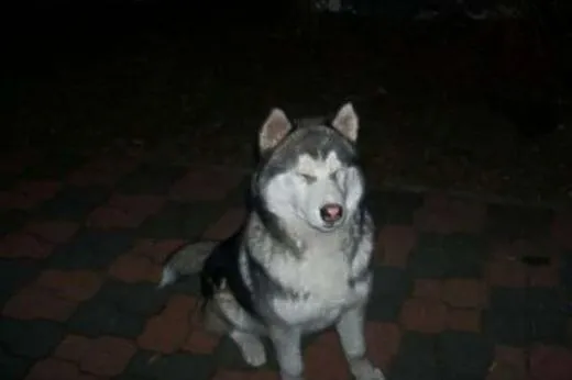 Biegun pies w typie Siberian Husky - Krycie,  świę